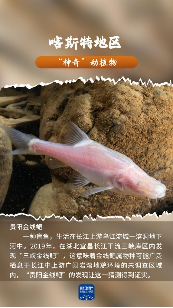 河南省鑫森源林业勘察规划设计有限公司