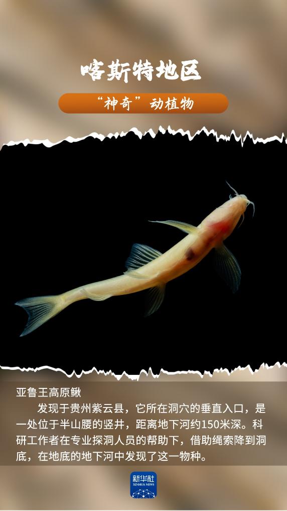 河南省鑫森源林业勘察规划设计有限公司