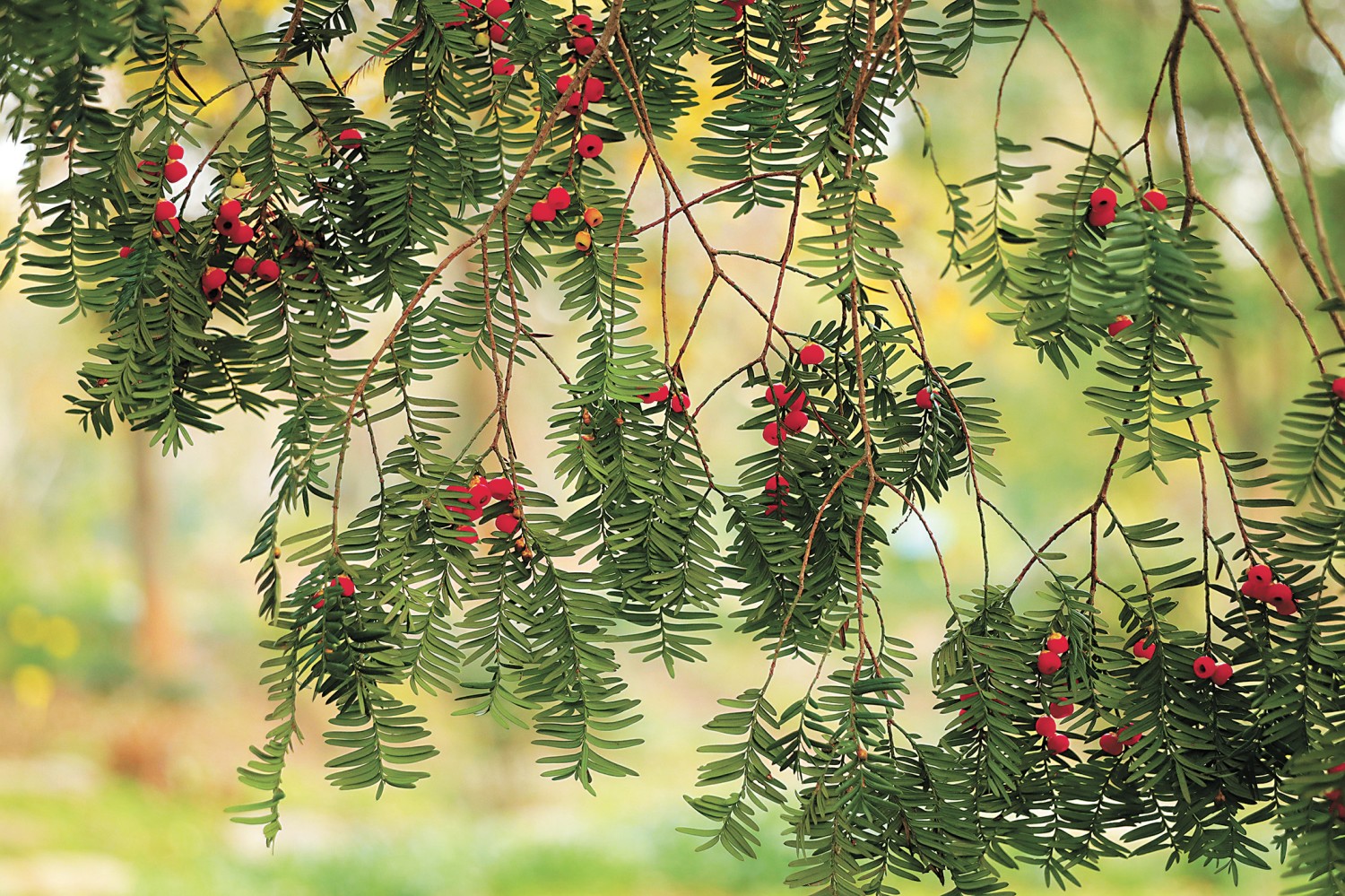 河南省鑫森源林业勘察规划设计有限公司