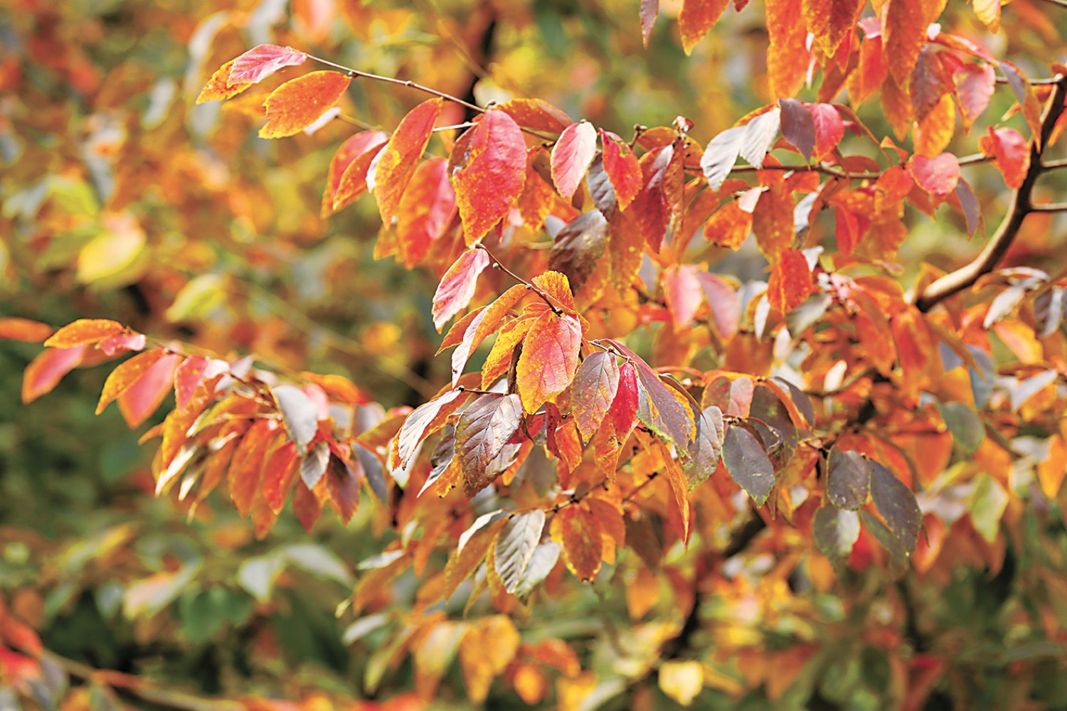 河南省鑫森源林业勘察规划设计有限公司