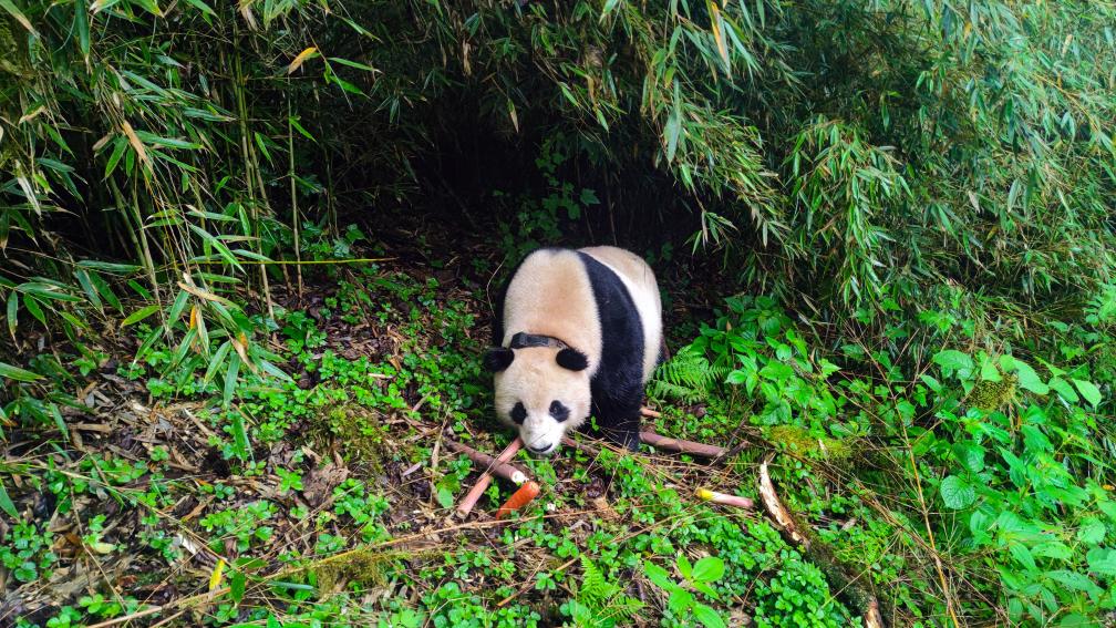 河南省鑫森源林业勘察规划设计有限公司