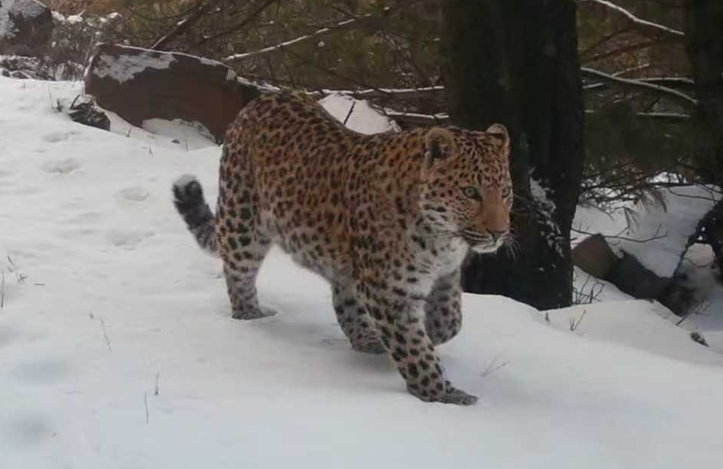 河南省鑫森源林业勘察规划设计有限公司