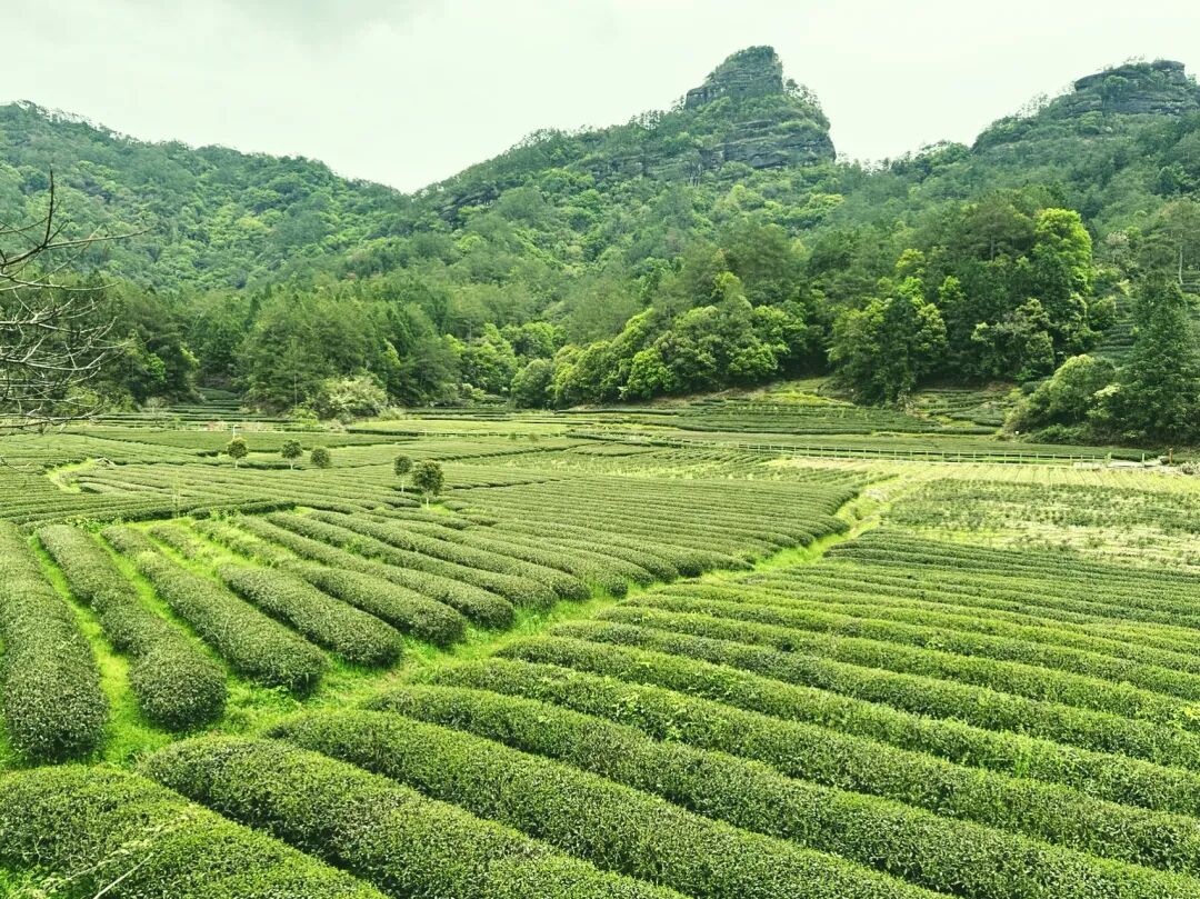 河南省鑫森源林业勘察规划设计有限公司